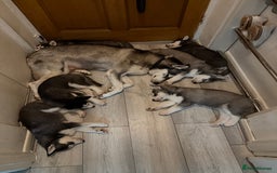 Siberian Husky dogs for sale: Strong Chunky Siberian Husky puppy’s  - Image 31