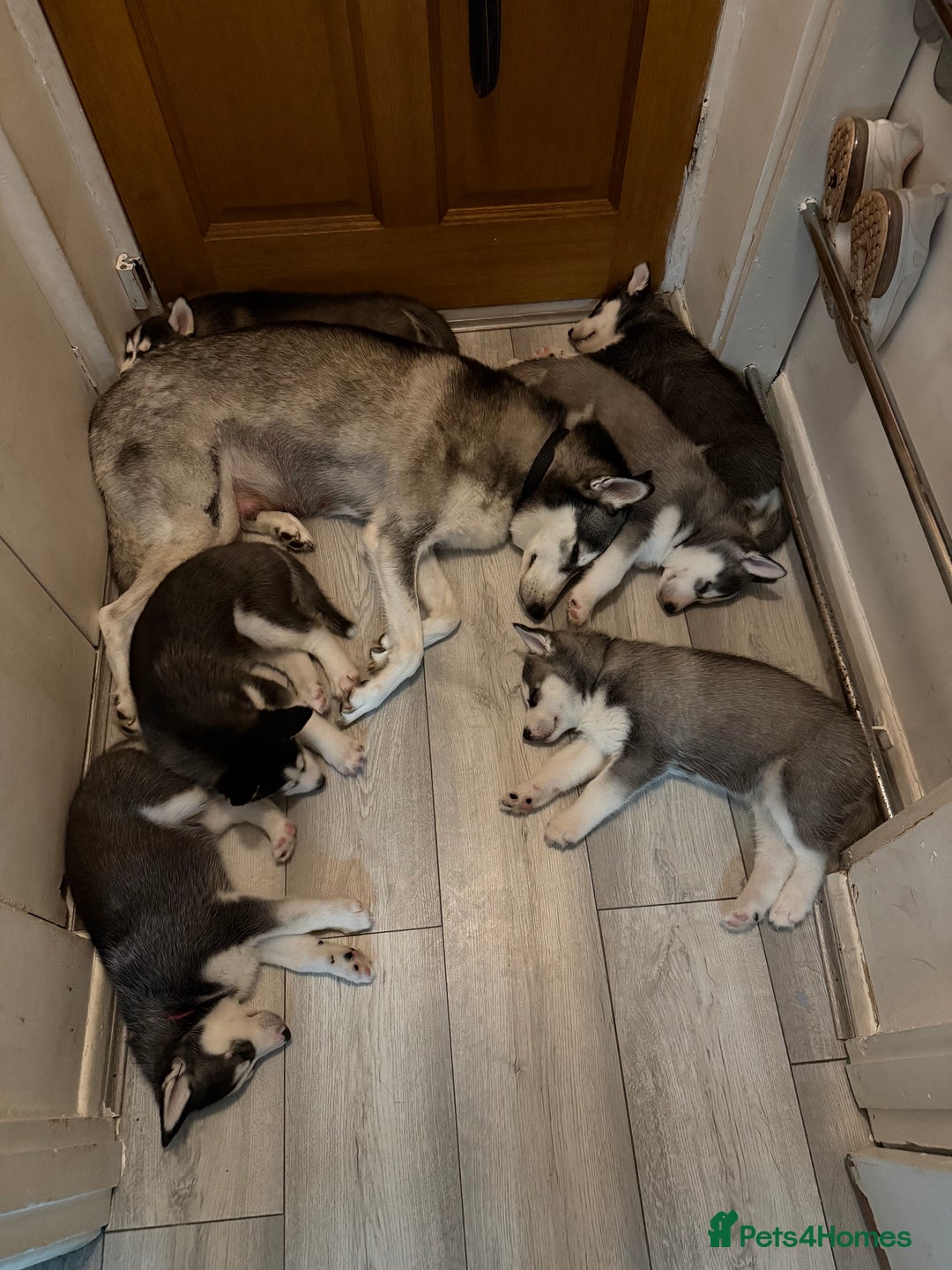 Siberian Husky dogs for sale: Strong Chunky Siberian Husky puppy’s  - Image 31
