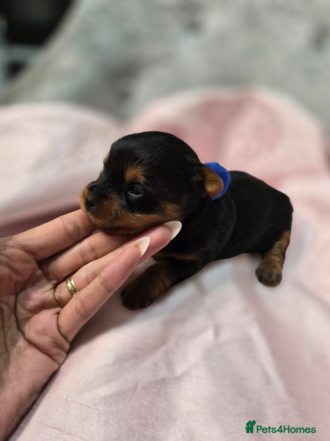 Yorkshire Terrier dogs for sale: Beautiful 7-puppies Yorkshire Terrier - Advert 11