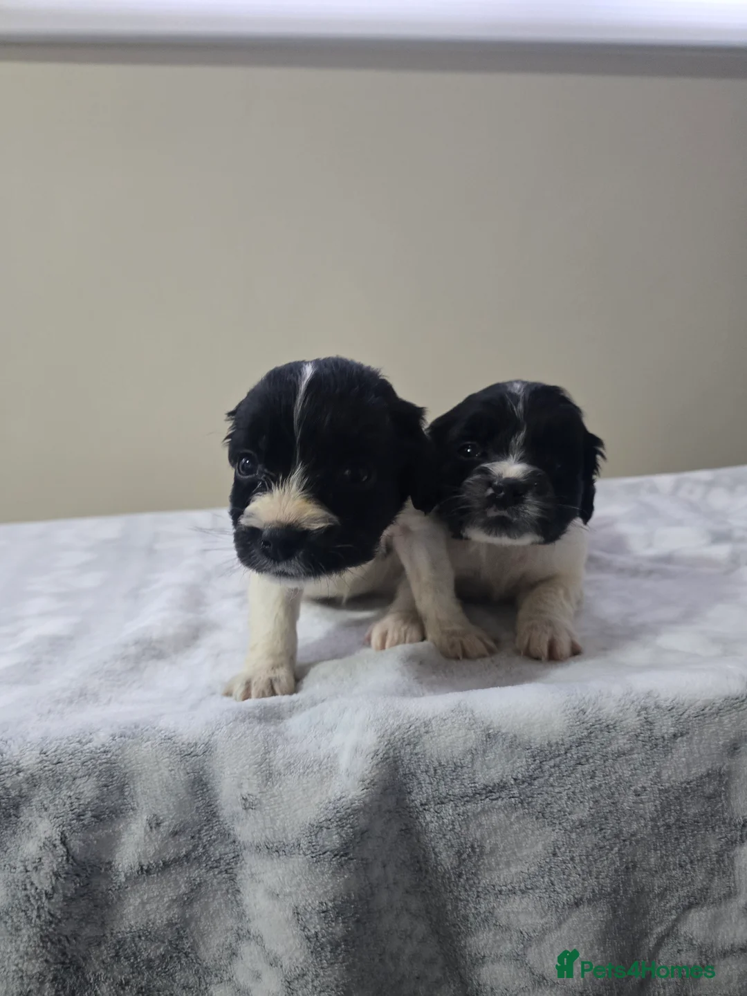 Mixed Breed dogs for sale: Malchi puppies  - Advert 16