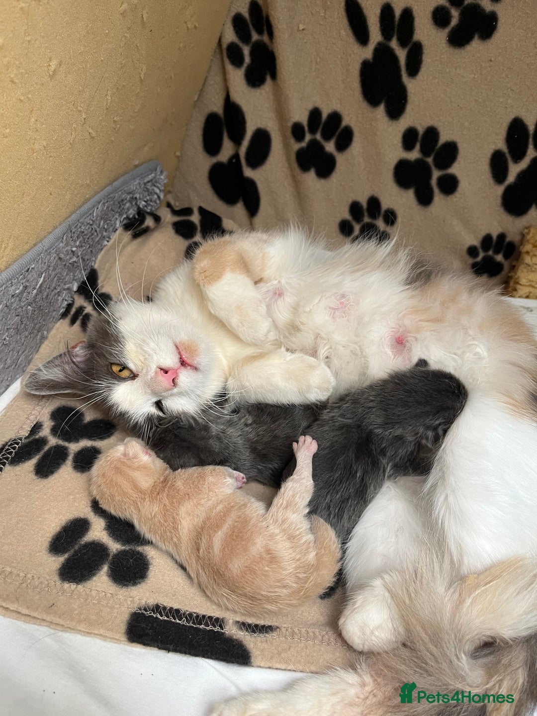 Mixed Breed cats for sale: Grey male kitten for sale 8 weeks  - Image 7