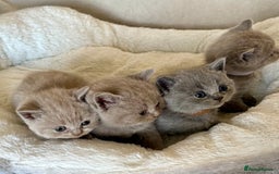 British Shorthair cats for sale: British shorthair kittens  - Image 17
