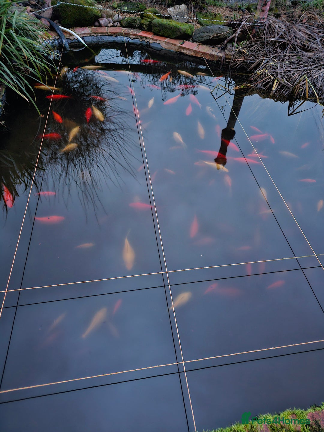 Other/Mixed Breed fish for sale: Pond being emptied - all enquiries welcome  - Advert 2