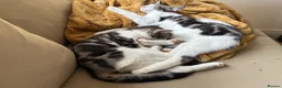 Mixed Breed cats for sale: Marielle - Advert 6