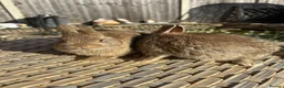 Netherland Dwarf rabbits for sale: 2 Pretty Netherlands dwarf sisters. - Advert 3