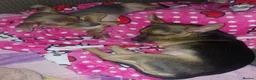 Jack Chi dogs for sale: Rehoming x 2 males  in Ipswich - Advert 4