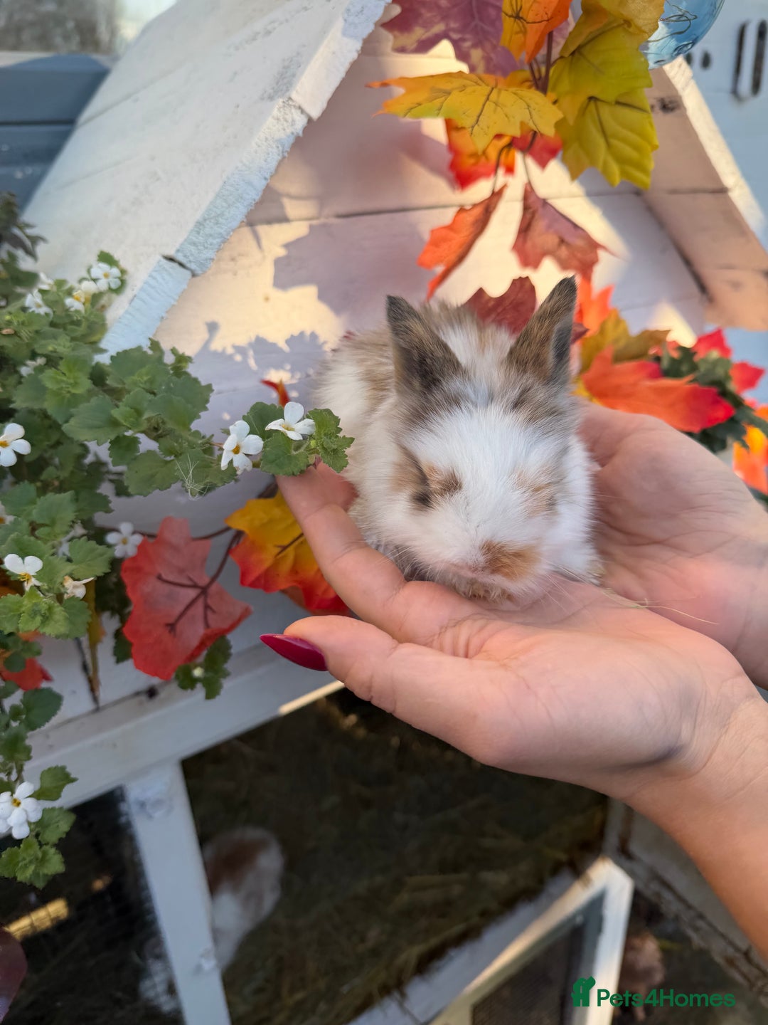 Mini Lion Lop rabbits for sale: Mix of lop & lion head  - Advert 6
