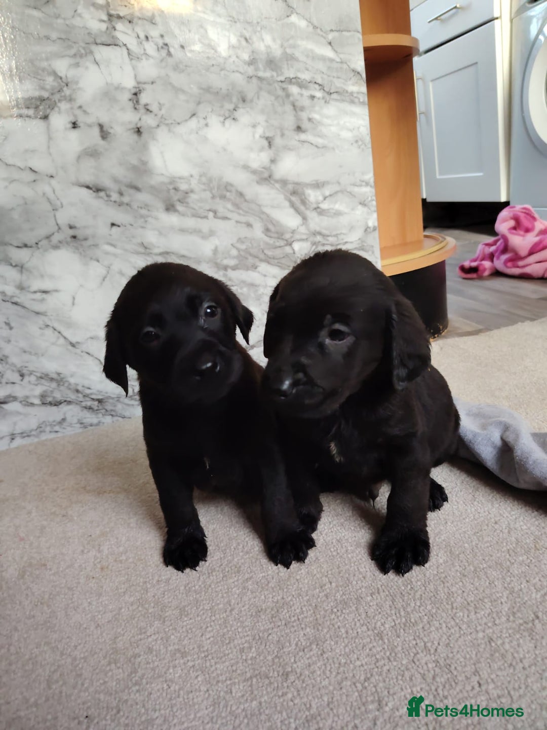 Labrador Retriever dogs for sale: Labrador puppies  - Advert 4