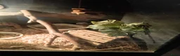 Bearded Dragon reptiles for sale: Bearded Dragons x 2 (1 Male, 1 Female)  in Elland - Advert 3