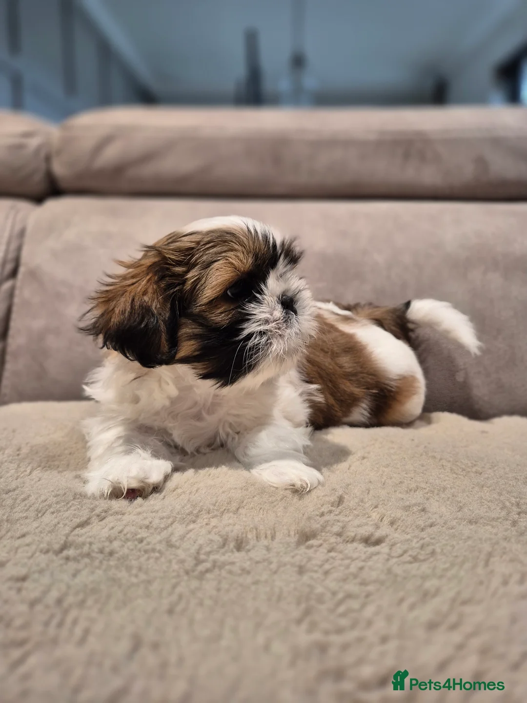 Shih Tzu dogs for sale: KC Registered Shih Tzu Puppies - Home Raised - Advert 9