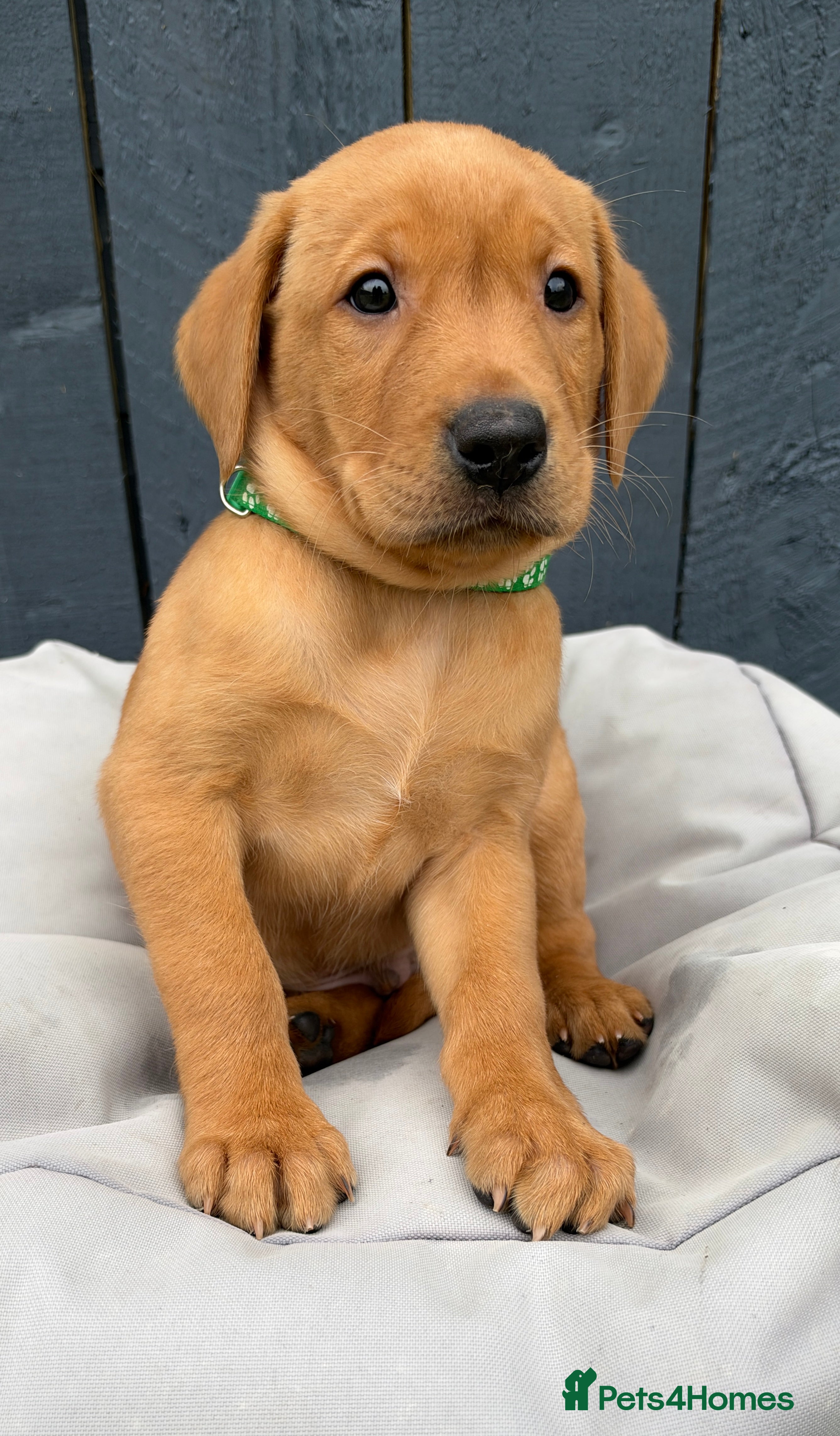 Labrador Retriever dogs KC Registered Labrador Pups, Mum/Dad Health Tested - Advert 2