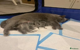 British Shorthair cats for sale: LAST BRITISH SHORTHAIR BLUE - GCCF REGISTERED  - Image 11