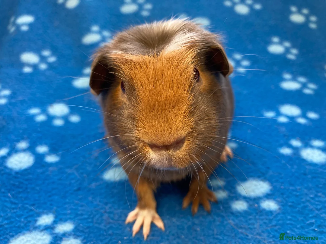 Guinea Pig rodents for sale: Very friendly young and baby boar pair  - Advert 6