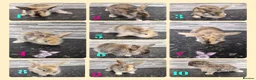 Lionhead rabbits for sale: Lion lop baby rabbits  born May 4 2026 - Advert 1