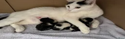 Mixed Breed cats for sale: Male kittens for sale  - Advert 1