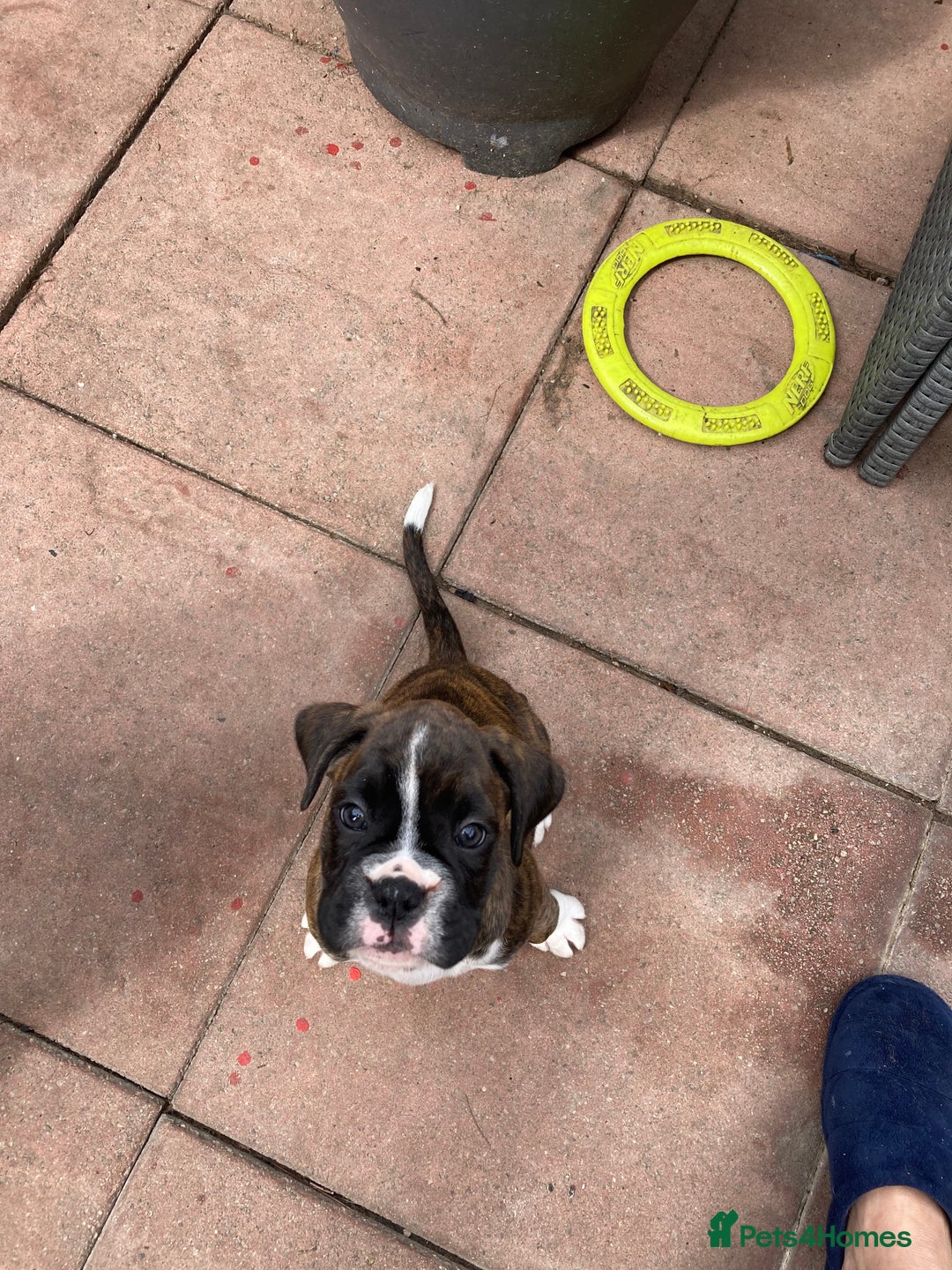 Boxer dogs for sale: Boxers 2 bitches - Image 11