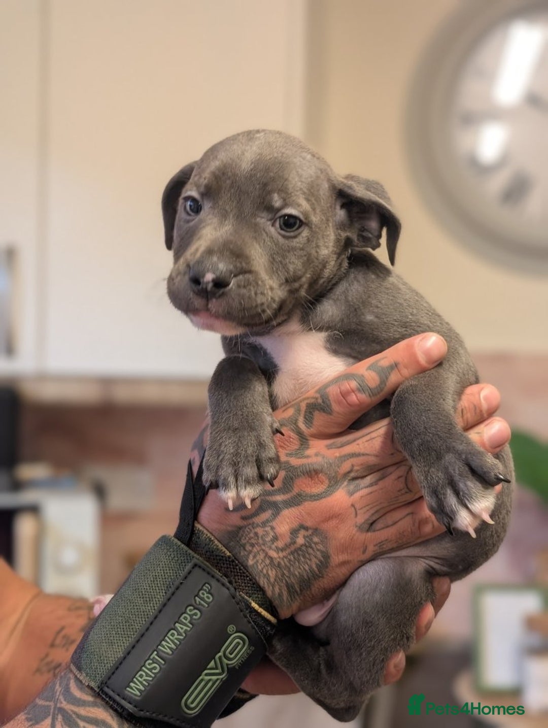 Staffordshire Bull Terrier dogs for sale: Playful Blue staffs Pups - Image 8