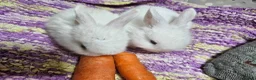 Mixed Breed rabbits for sale: 6 weeks old (25/6) Vienna and astrex gene last kit - Advert 7