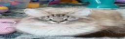 Siberian cats for sale: 🐾 Beautiful Neva Masquerade Boy  🐾 - Advert 2