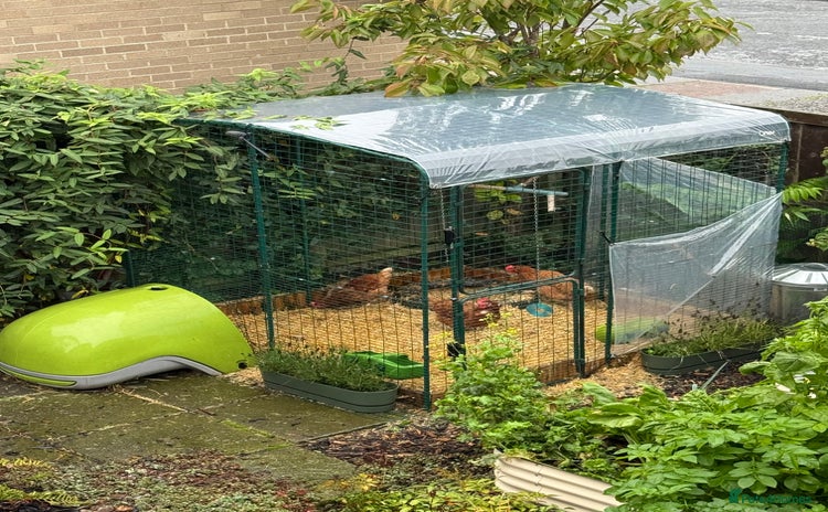 Chickens poultry - Advert 14