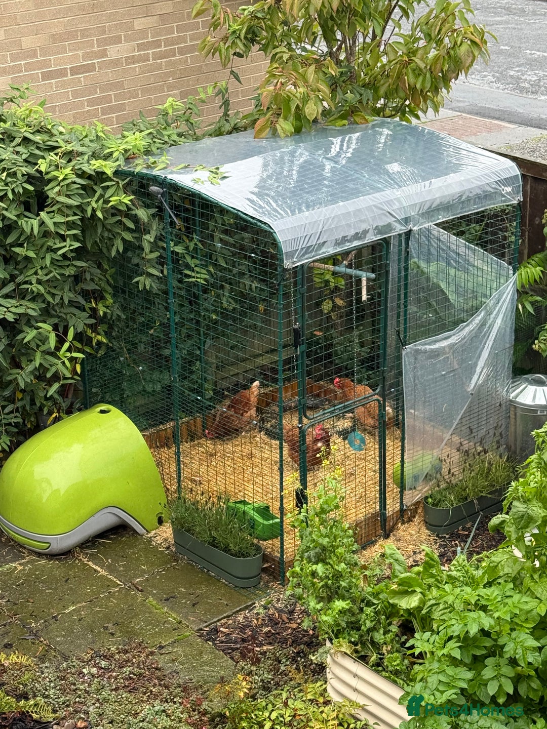 Chickens poultry for sale: 3x hens free (Eglu and run £300) - Image 1