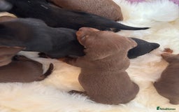 Miniature Dachshund dogs for sale: Miniature dachshund smooth hair pups  - Image 27