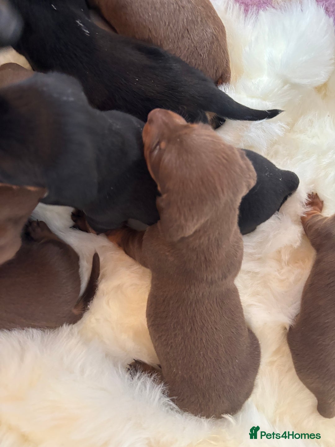 Miniature Dachshund dogs for sale: Miniature dachshund smooth hair pups  - Image 27