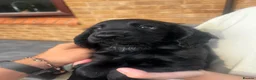 Cocker Spaniel dogs for sale: Cocker Spaniel Puppies  in Evesham - Advert 7