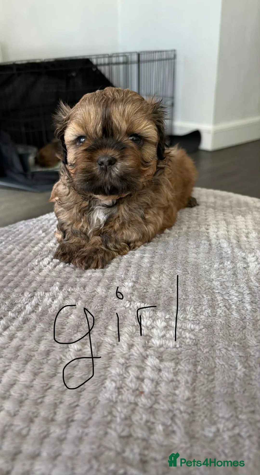 Shih Tzu dogs for sale: Shih Tzu 2 boys 2 girls.£700  - Advert 7