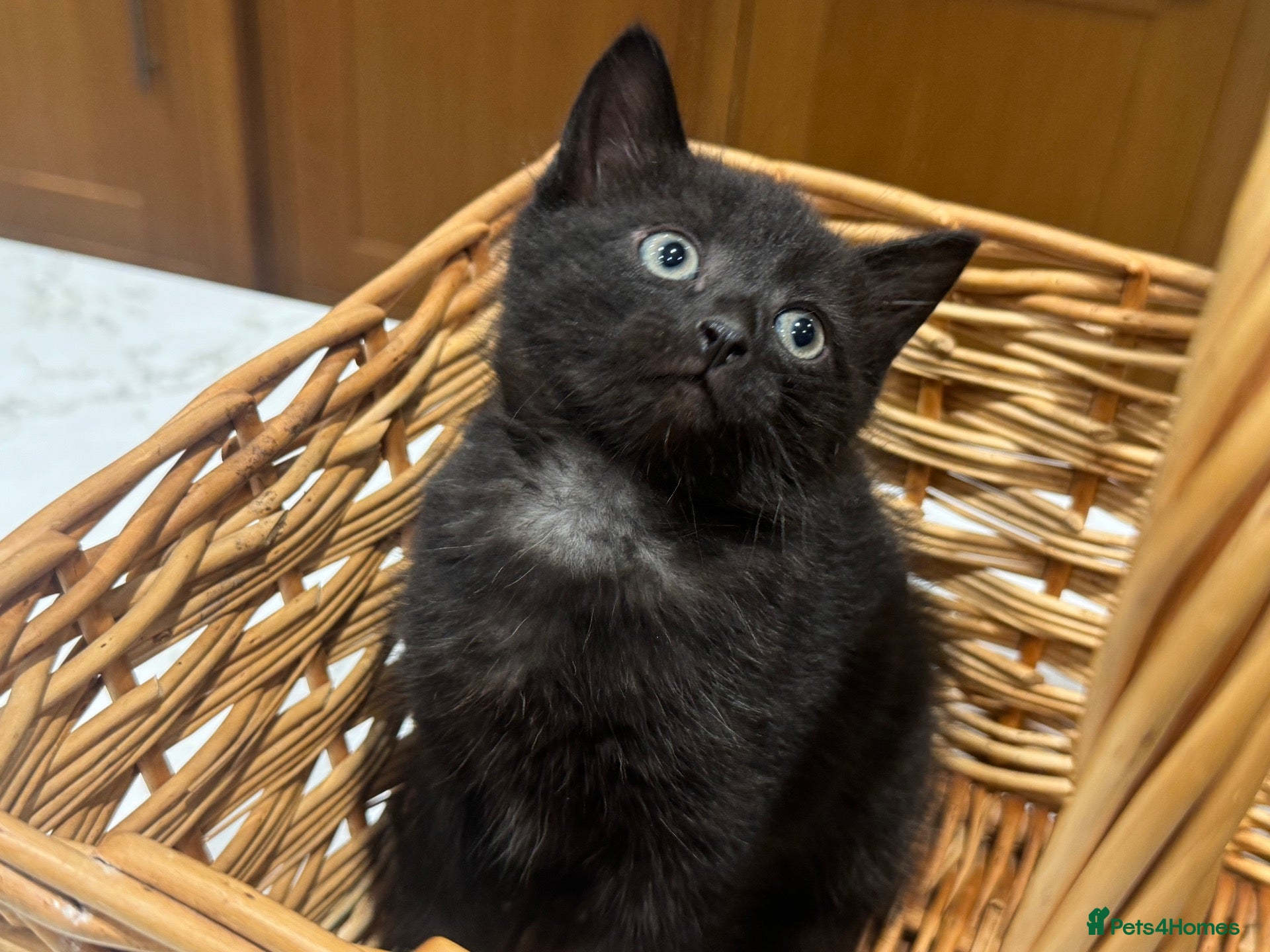 Mixed Breed cats Black kitten for sale  - Advert 2