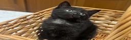 Mixed Breed cats for sale: Black kitten for sale  - Advert 1