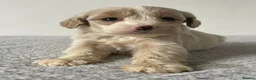 Cockapoo dogs for sale: Cockapoo Puppies  - Advert 14