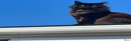Maine Coon cats for sale: Male Maine Coon in Southport - Advert 8