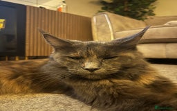 Maine Coon cats for sale: Maine coon kittens for sale  - Advert 15