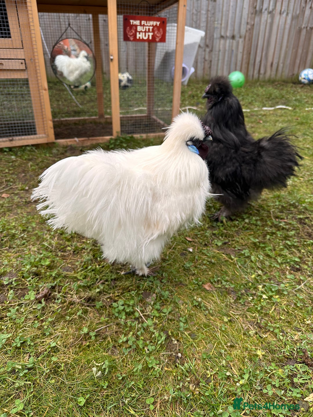 Chickens poultry for sale: Silkie Roosters  - Advert 5