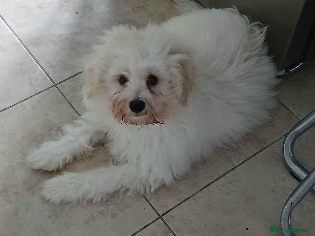 Mixed Breed dogs for sale: Poochon puppies for sale  - Image 5