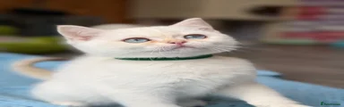 British Shorthair 6