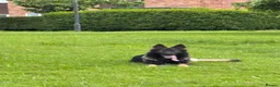 German Shepherd dogs for sale: German shepherd - Advert 14