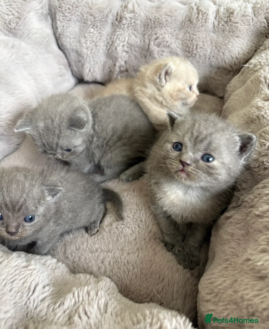 British Shorthair cats for sale: 3 Blue and 1 Lilac BSH kittens available  - Advert 12