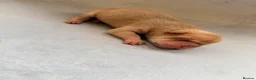 Shar Pei dogs for sale: Sharpei Puppies for sale  - Advert 15