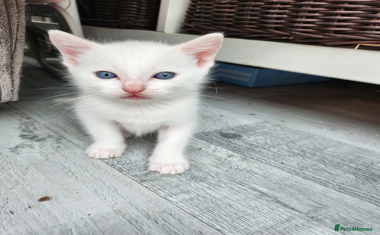 Mixed Breed cats - Advert 4