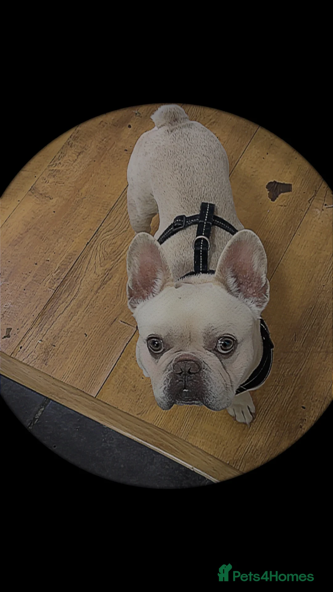French Bulldog dogs for sale: 4 year-old pedigree French bulldog - Advert 2