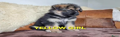 YELLOW COLLAR