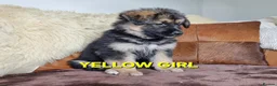 Shepsky dogs for sale: Stunning German Shepherd × Husky/Akita Puppies  in Much Wenlock - Advert 3