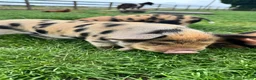 Pig livestock for sale: Pure kunekune piglets for sale.  - Advert 4