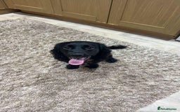 Cocker Spaniel dogs for sale: Cocker spaniel pups - Image 9
