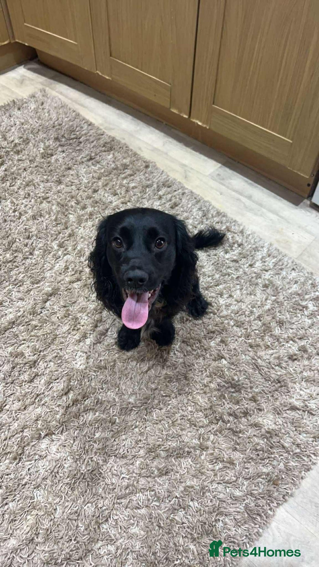 Cocker Spaniel dogs for sale: Cocker spaniel pups - Image 9