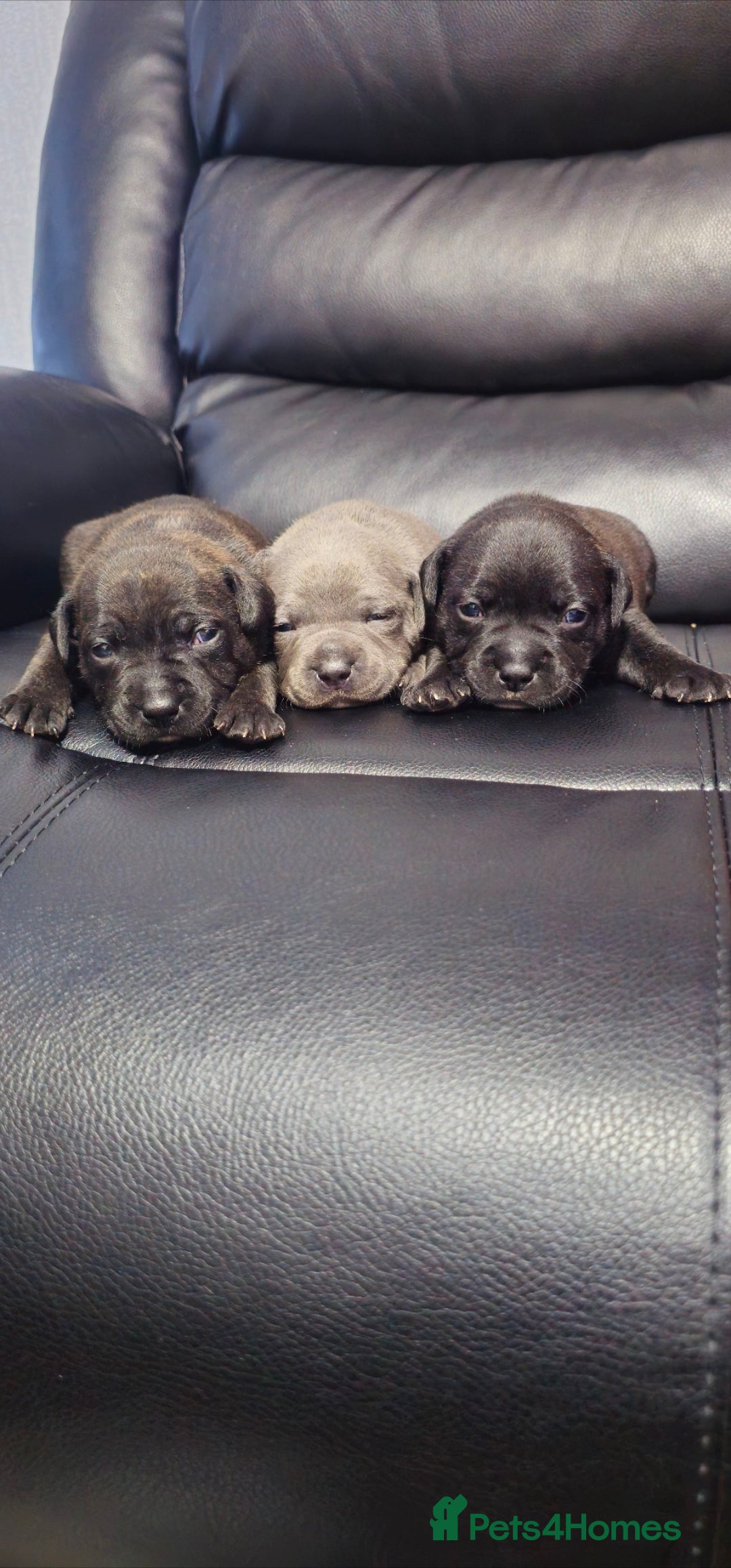 Staffordshire Bull Terrier dogs for sale: Staffordshire bull terrier  - Advert 14