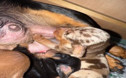 Dachshund dogs for sale: Miniature dachshund puppies  - Image 22