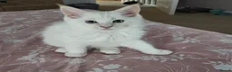 Mixed Breed cats for sale: RAGCOON 😍rare colour🥰🥰 REDUCED PRICE - Advert 2